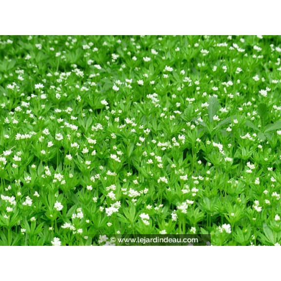GALIUM odoratum