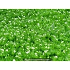 GALIUM odoratum GALIUM odoratum