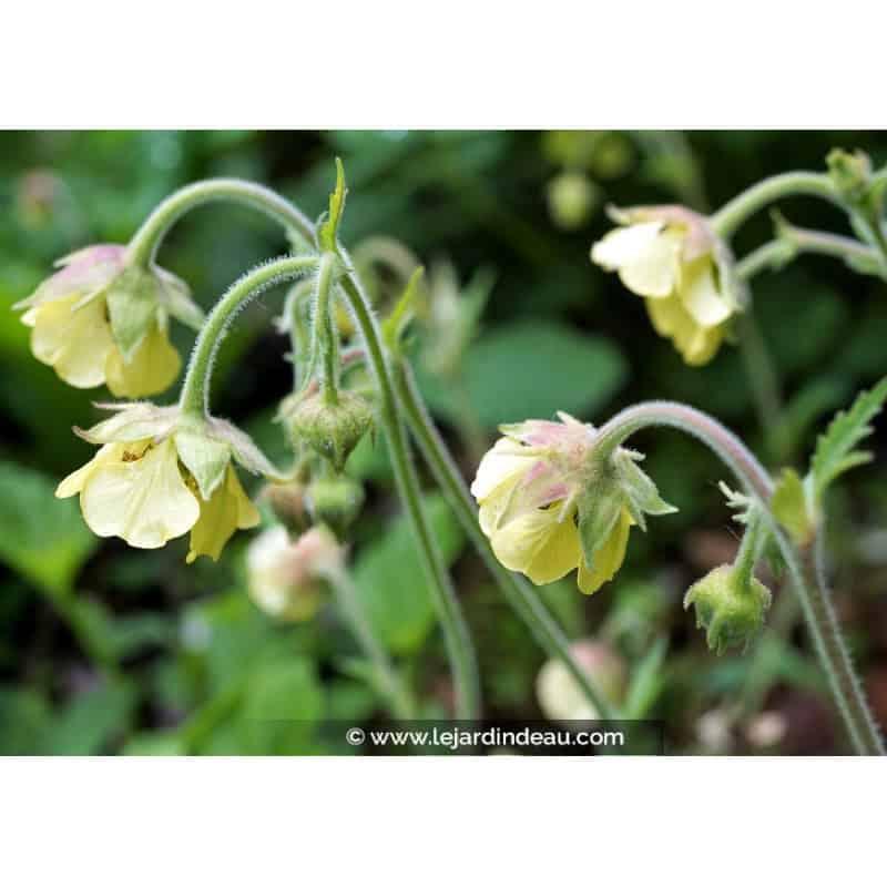 GEUM rivale 'Lemon Drops' GEUM rivale 'Lemon Drops'
