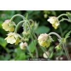 GEUM rivale 'Lemon Drops' GEUM rivale 'Lemon Drops'