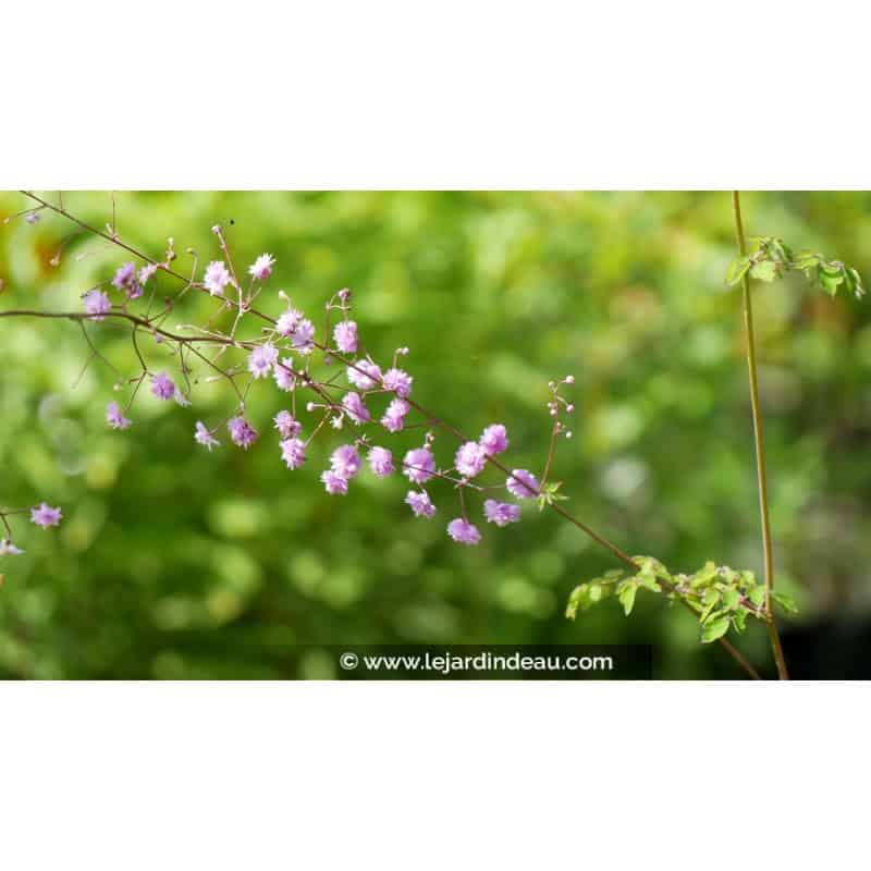 THALICTRUM delavayi 'Hewitt's Double' THALICTRUM delavayi 'Hewitt's Double'