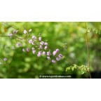 THALICTRUM delavayi 'Hewitt's Double' THALICTRUM delavayi 'Hewitt's Double'