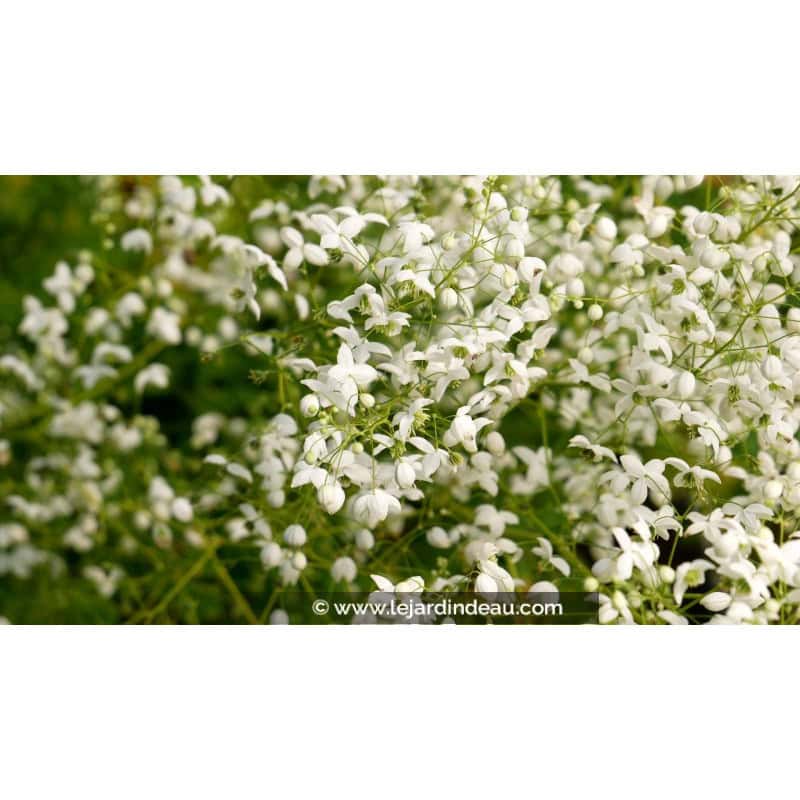 THALICTRUM delavayi 'Splendide White' THALICTRUM delavayi 'Splendide White'