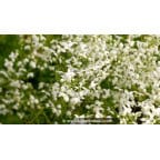 THALICTRUM delavayi 'Splendide White' THALICTRUM delavayi 'Splendide White'