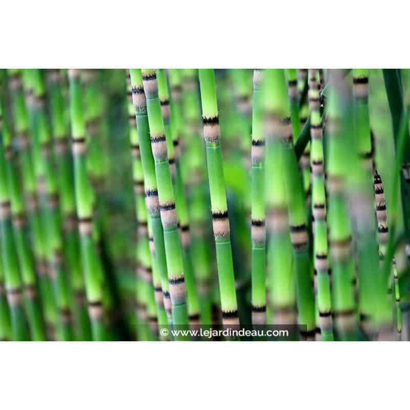EQUISETUM hyemale EQUISETUM hyemale