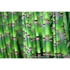 EQUISETUM hyemale EQUISETUM hyemale