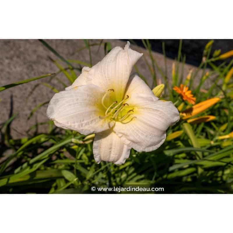 HEMEROCALLIS 'Joan Senior' HEMEROCALLIS 'Joan Senior'