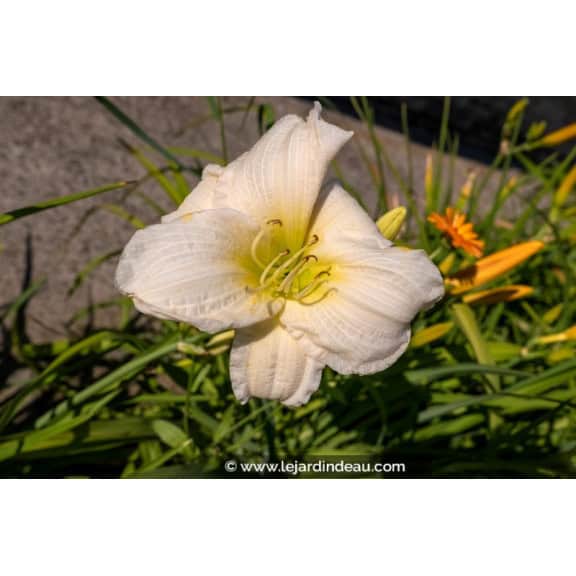 HEMEROCALLIS 'Joan Senior'