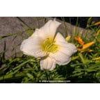 HEMEROCALLIS 'Joan Senior' HEMEROCALLIS 'Joan Senior'