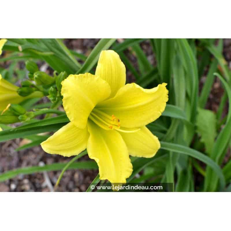 HEMEROCALLIS 'Green Flutter' HEMEROCALLIS 'Green Flutter'