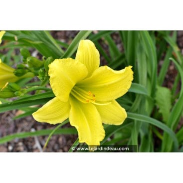 HEMEROCALLIS \'Green Flutter\' - Hémérocalle / lys d\'un jour