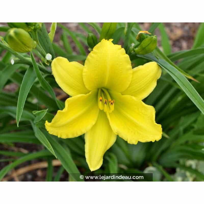 HEMEROCALLIS 'Green Flutter' HEMEROCALLIS 'Green Flutter'