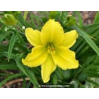 HEMEROCALLIS 'Green Flutter' HEMEROCALLIS 'Green Flutter'