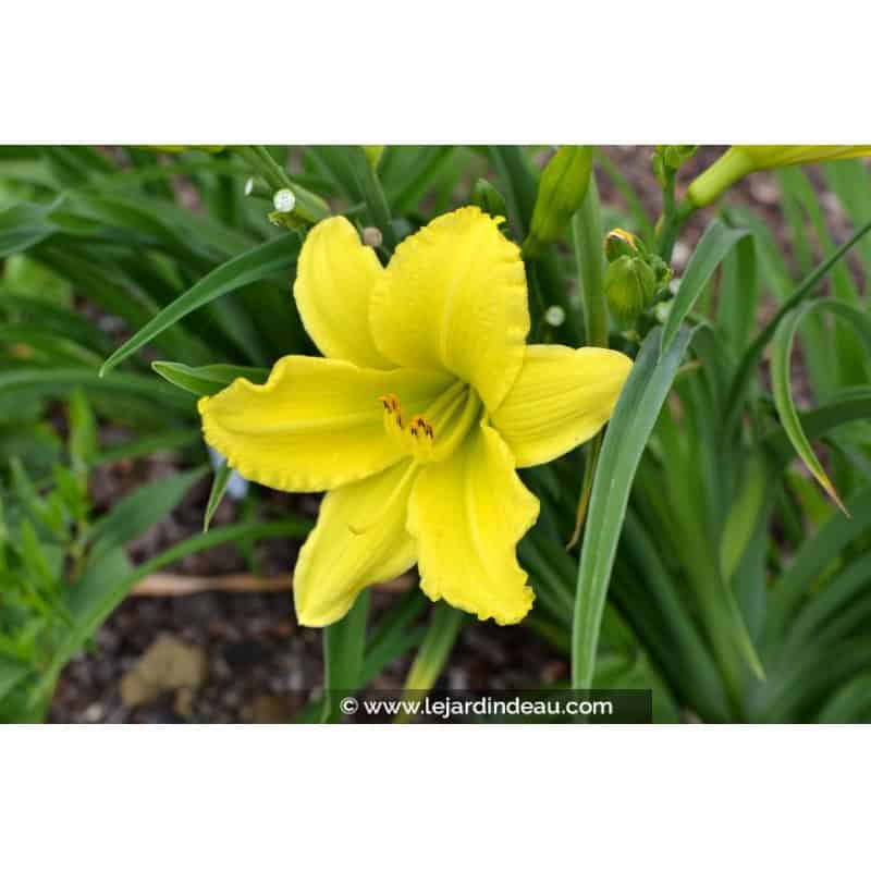 HEMEROCALLIS 'Green Flutter' HEMEROCALLIS 'Green Flutter'