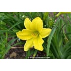 HEMEROCALLIS 'Green Flutter' HEMEROCALLIS 'Green Flutter'