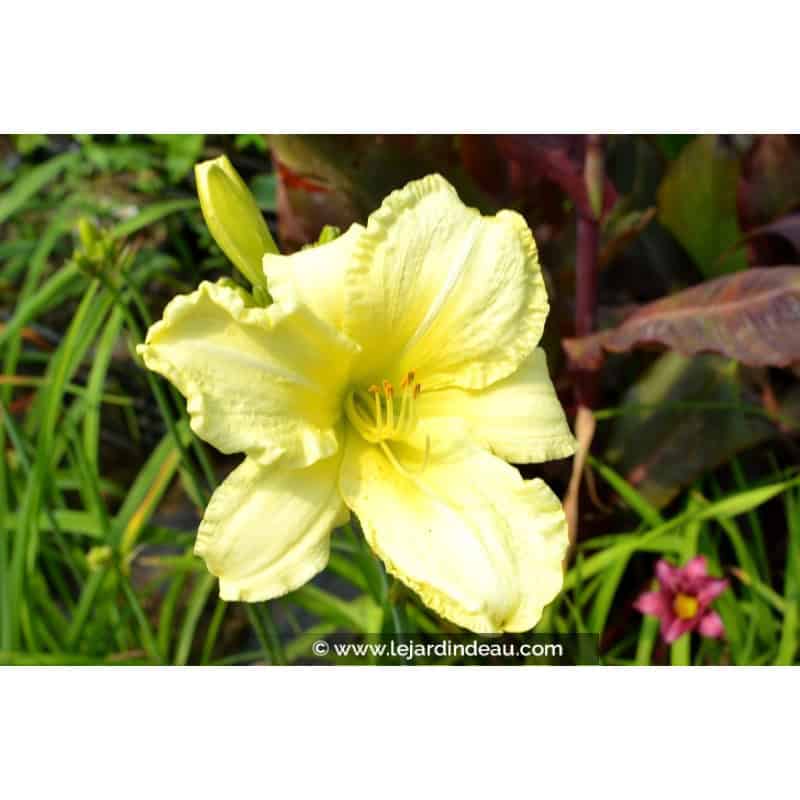 HEMEROCALLIS 'So Lovely' HEMEROCALLIS 'So Lovely'