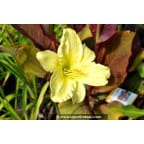 HEMEROCALLIS 'So Lovely' HEMEROCALLIS 'So Lovely'