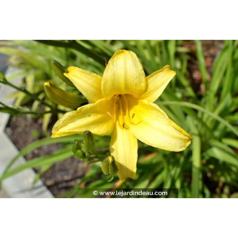 HEMEROCALLIS 'Mission Bells' HEMEROCALLIS 'Mission Bells'