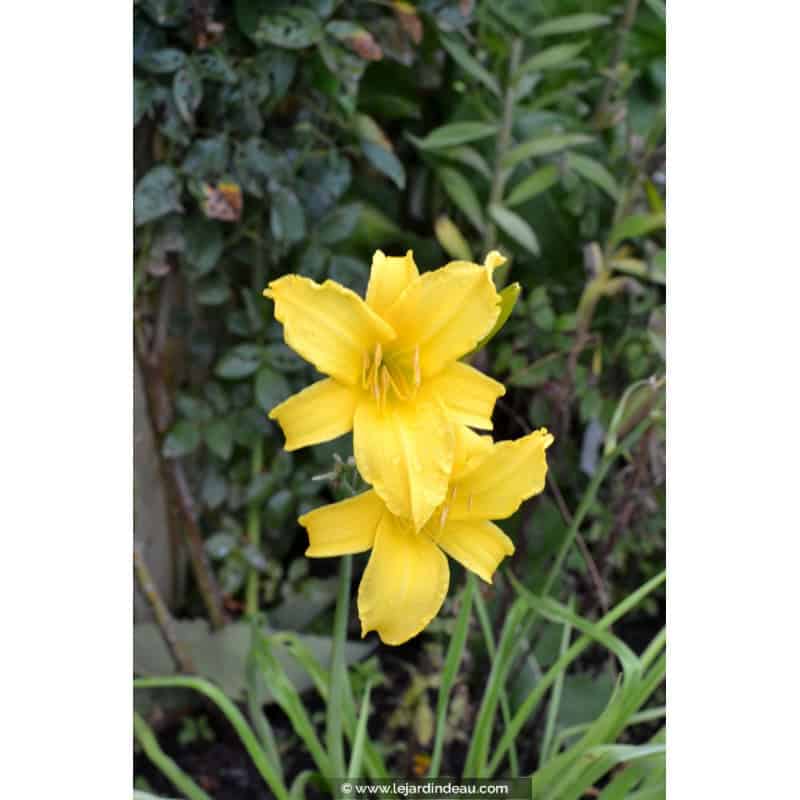 HEMEROCALLIS 'Mission Bells' HEMEROCALLIS 'Mission Bells'