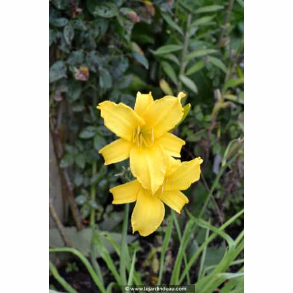 HEMEROCALLIS 'Mission Bells'