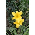 HEMEROCALLIS 'Mission Bells' HEMEROCALLIS 'Mission Bells'
