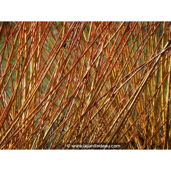 SALIX viminalis