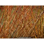 SALIX viminalis SALIX viminalis