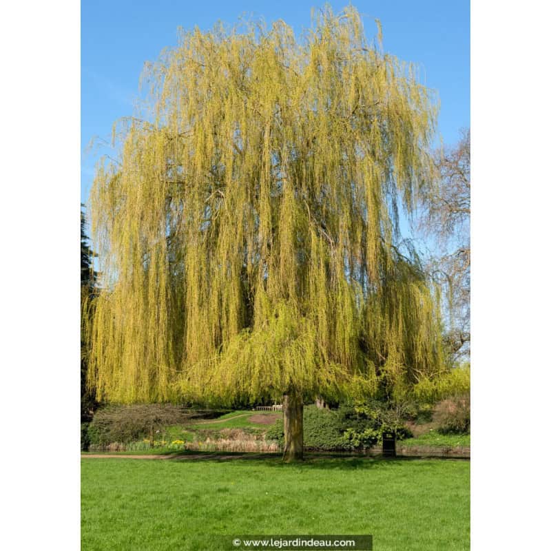 SALIX x sepulcralis 'Chrysocoma' SALIX x sepulcralis 'Chrysocoma'