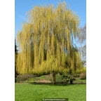 SALIX x sepulcralis 'Chrysocoma' SALIX x sepulcralis 'Chrysocoma'