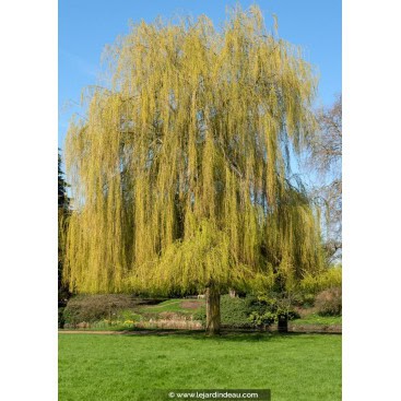 SALIX x sepulcralis \'Chrysocoma\' - Saule pleureur doré
