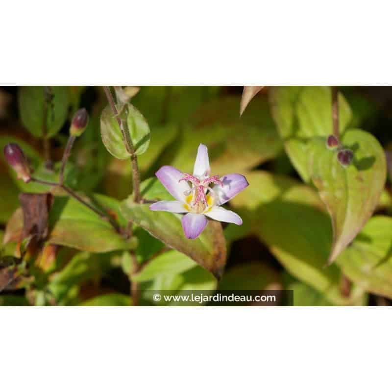 TRICYRTIS 'Tojen' TRICYRTIS 'Tojen'