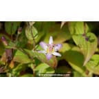 TRICYRTIS 'Tojen' TRICYRTIS 'Tojen'