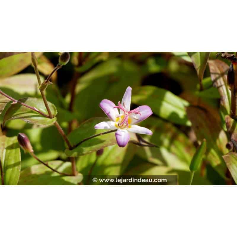 TRICYRTIS 'Tojen' TRICYRTIS 'Tojen'