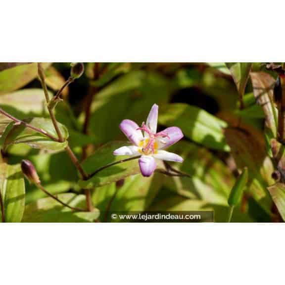 TRICYRTIS 'Tojen'