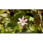 TRICYRTIS 'Tojen' TRICYRTIS 'Tojen'