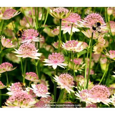 ASTRANTIA major \'Buckland\' - Astrance \'Buckland\'