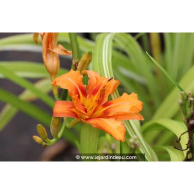 HEMEROCALLIS fulva \'Kwanso Variegata\' - Hémérocalle / lys d\'un jour