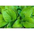 HOSTA 'August Moon' HOSTA 'August Moon'