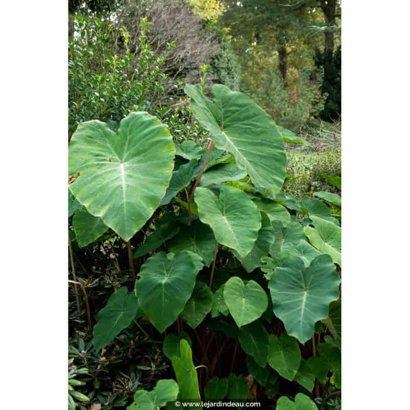 COLOCASIA 'Pink China' COLOCASIA 'Pink China'