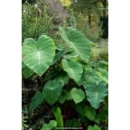 COLOCASIA 'Pink China' COLOCASIA 'Pink China'