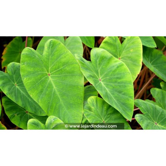 COLOCASIA 'Pink China'