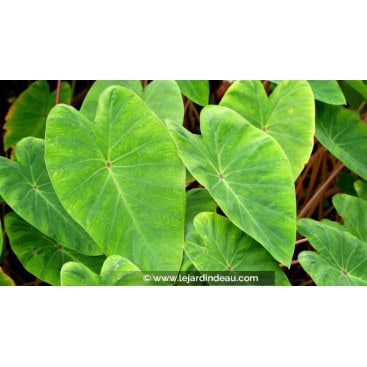 COLOCASIA \'Pink China\' - Taro \'Pink China\'