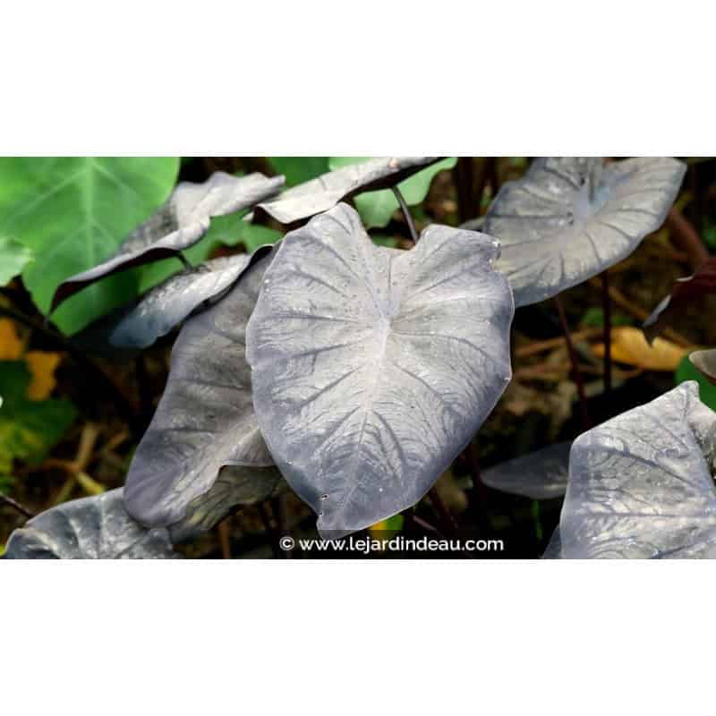 COLOCASIA 'Black Sapphire' COLOCASIA 'Black Sapphire'