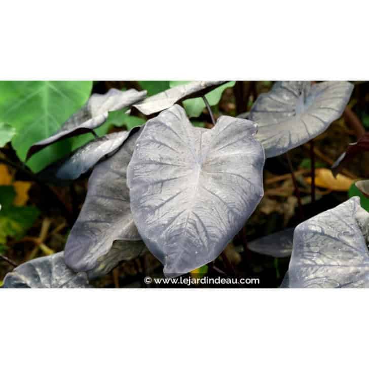 COLOCASIA 'Black Sapphire'