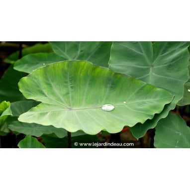 COLOCASIA esculenta - Taro
