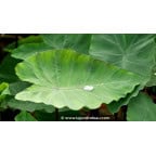 COLOCASIA esculenta COLOCASIA esculenta