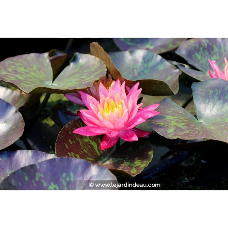 NYMPHAEA 'Wanvisa' NYMPHAEA 'Wanvisa'