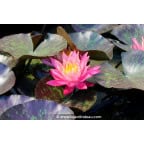 NYMPHAEA 'Wanvisa' NYMPHAEA 'Wanvisa'