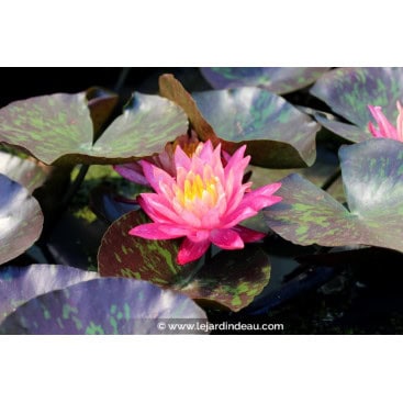 NYMPHAEA \'Wanvisa\' - Nénuphar