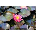 NYMPHAEA 'Wanvisa' NYMPHAEA 'Wanvisa'